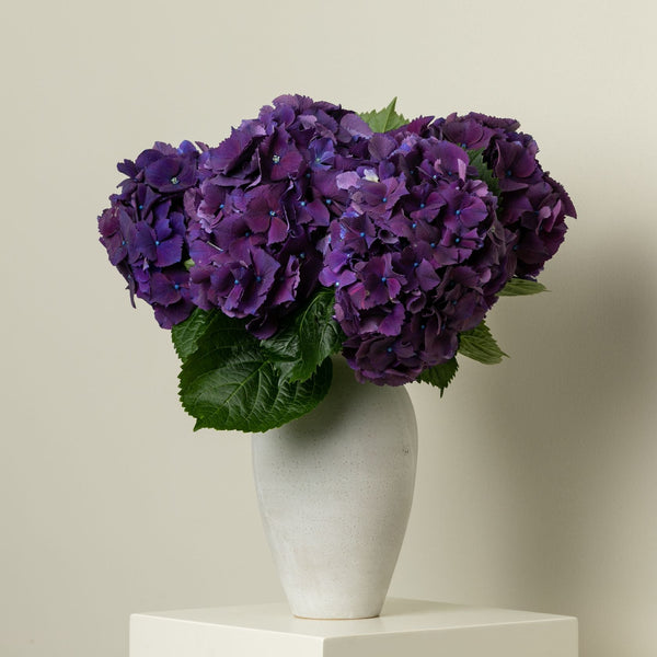 Royal Hydrangea