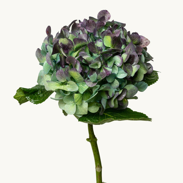Hulk Hydrangea